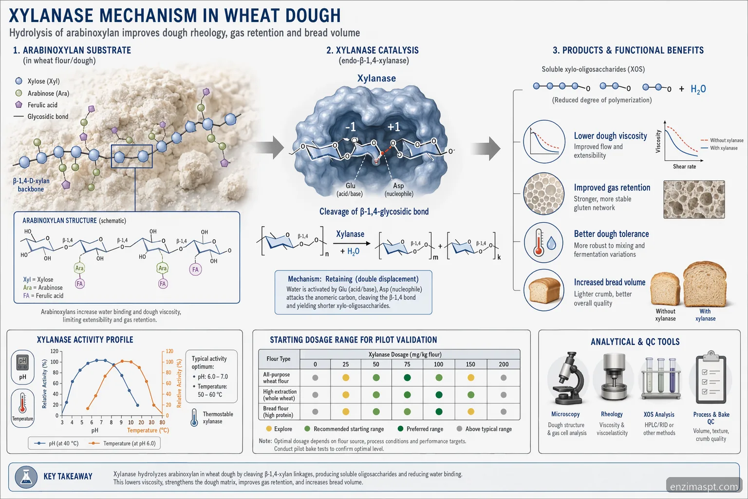 enzimas alteradas en el higado xylanase mechanism, showing arabinoxylan breakdown and dough effects