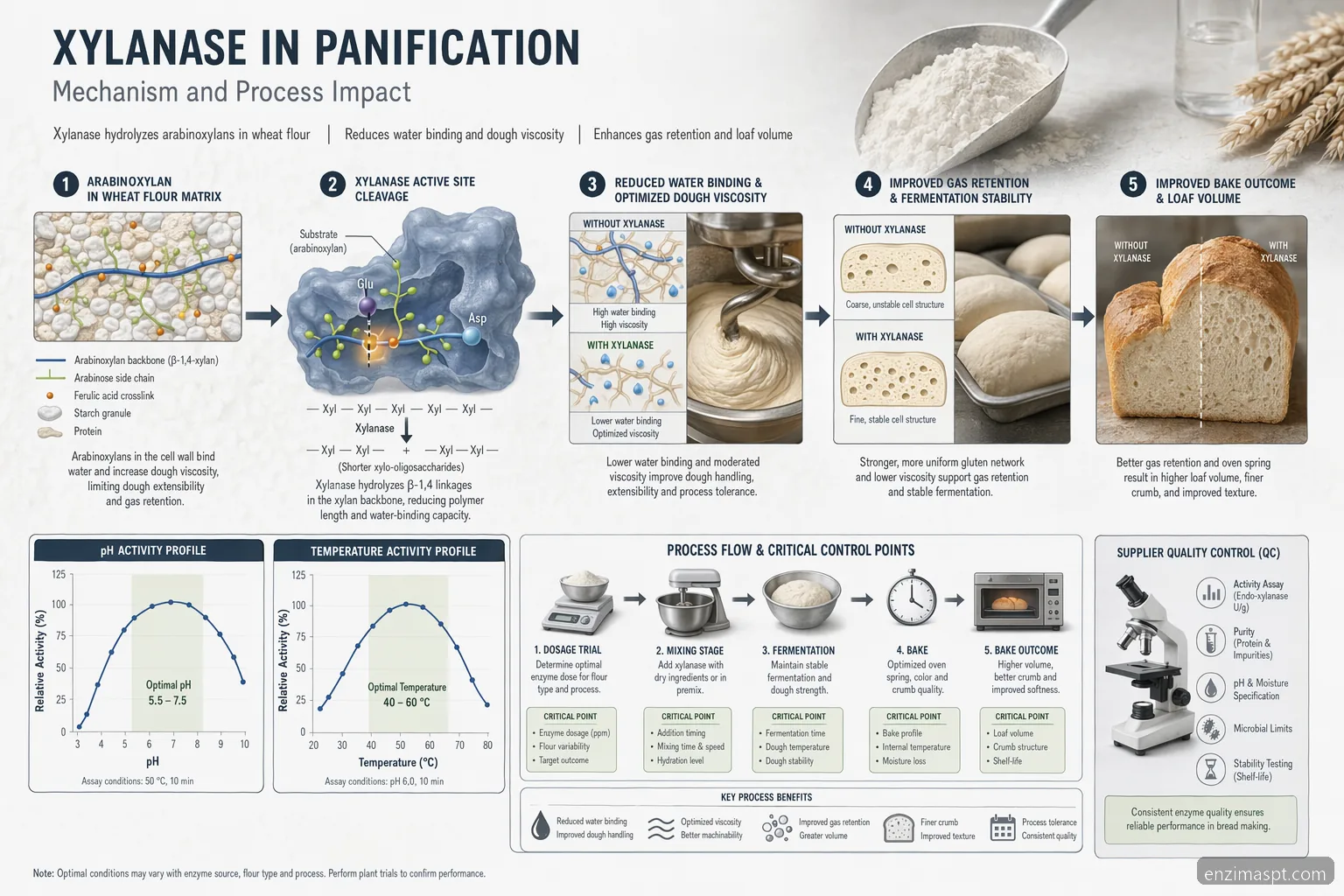 enzimas digestivas naturales xylanase process diagram with pH, temperature, arabinoxylan substrate, and dough outcome