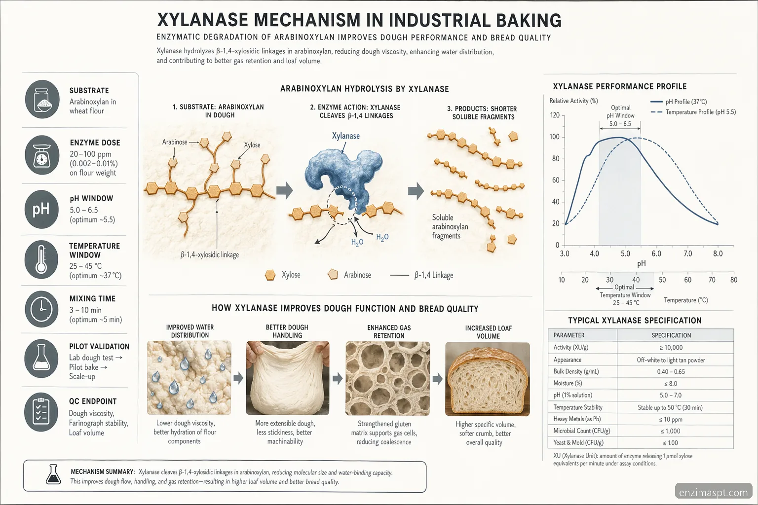 enzimas hepaticas altas xylanase mechanism, mapping arabinoxylan hydrolysis to loaf volume and process limits
