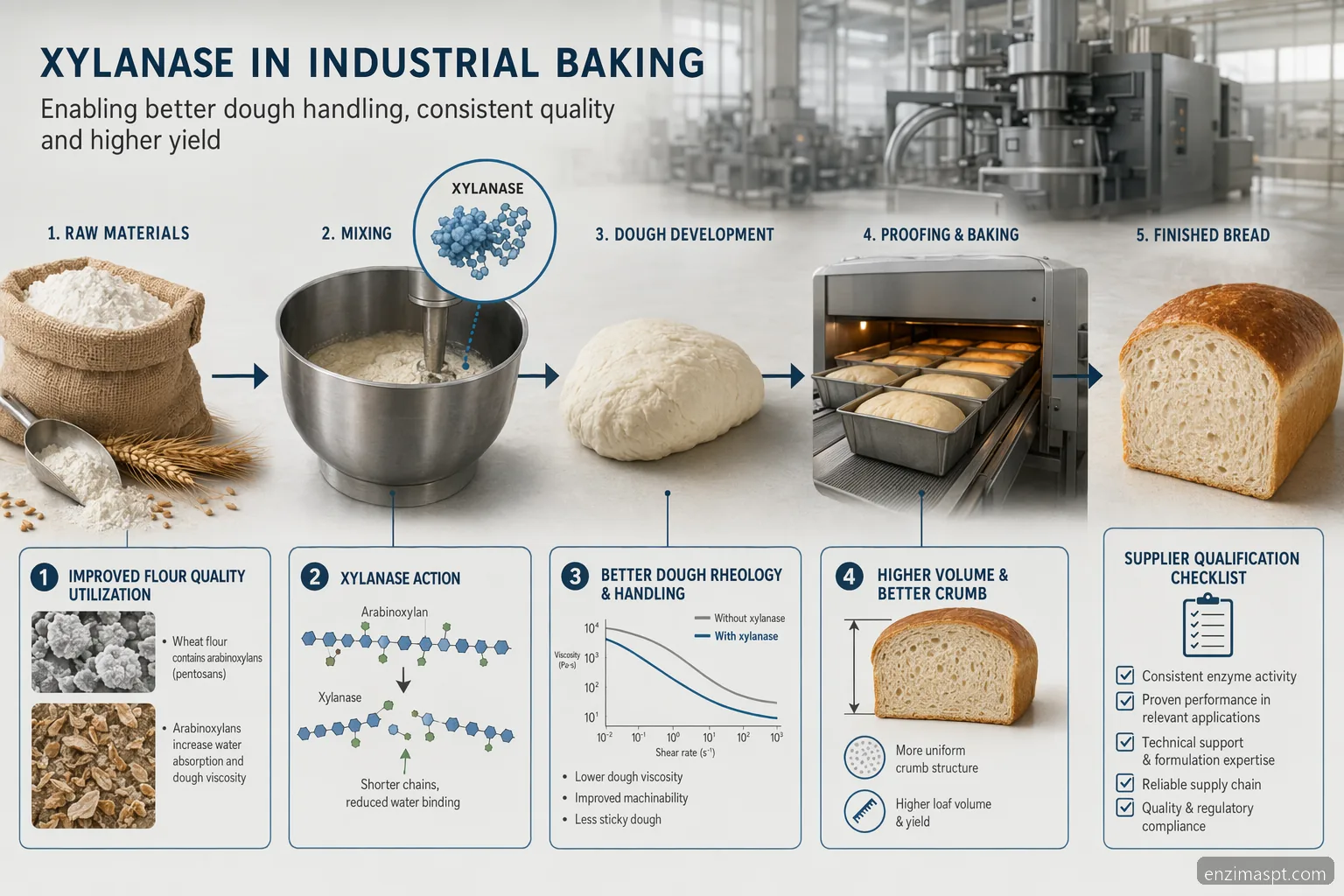 enzimas lipoliticas xylanase baking guide, flour-to-dough workflow with volume, pH and supplier checks