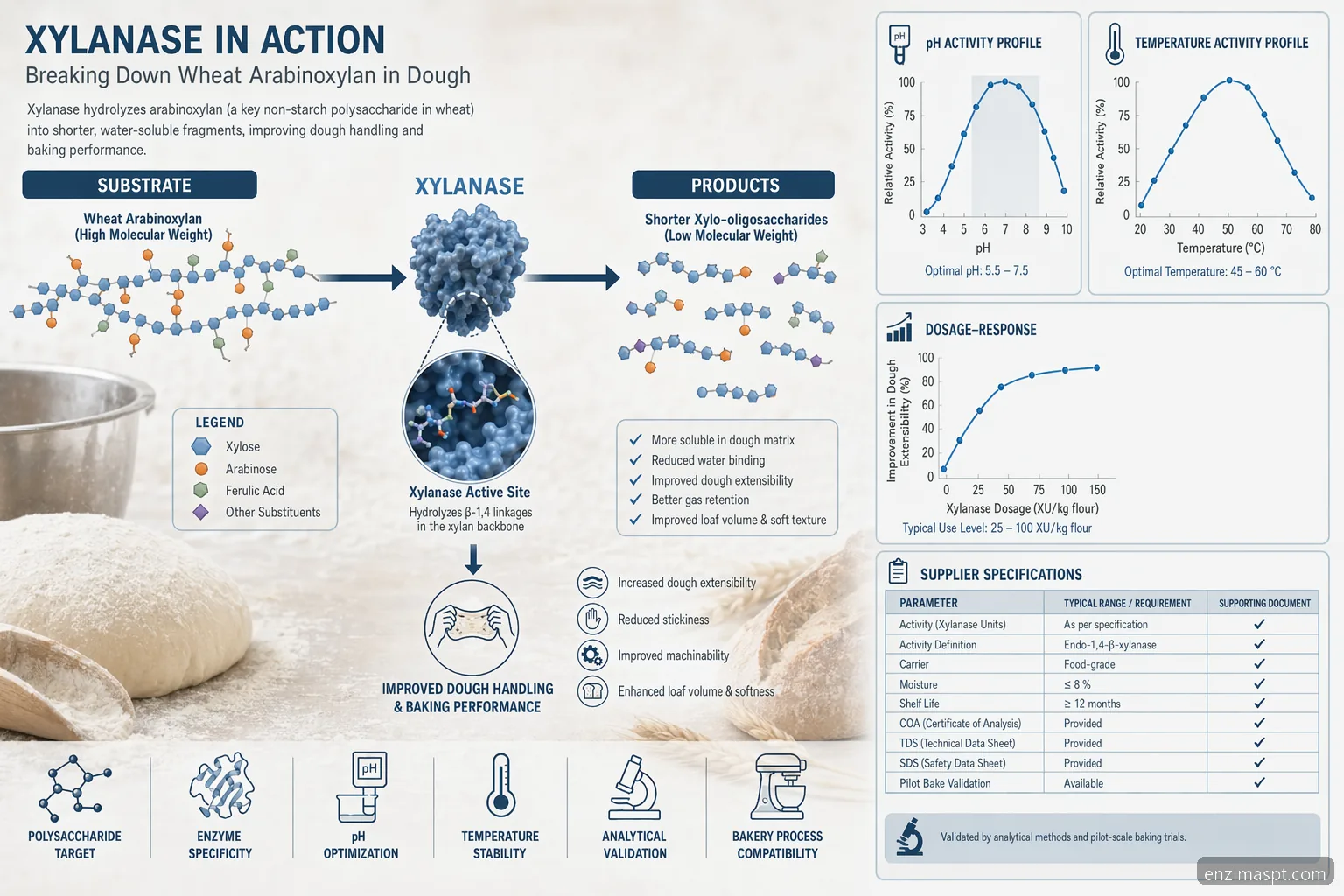 lipo enzimas xylanase specification diagram for baking, mapping substrate reaction, pH, temperature, and dosage